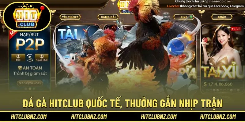 Đá Gà HITCLUB quốc tế, thưởng gắn nhịp trận